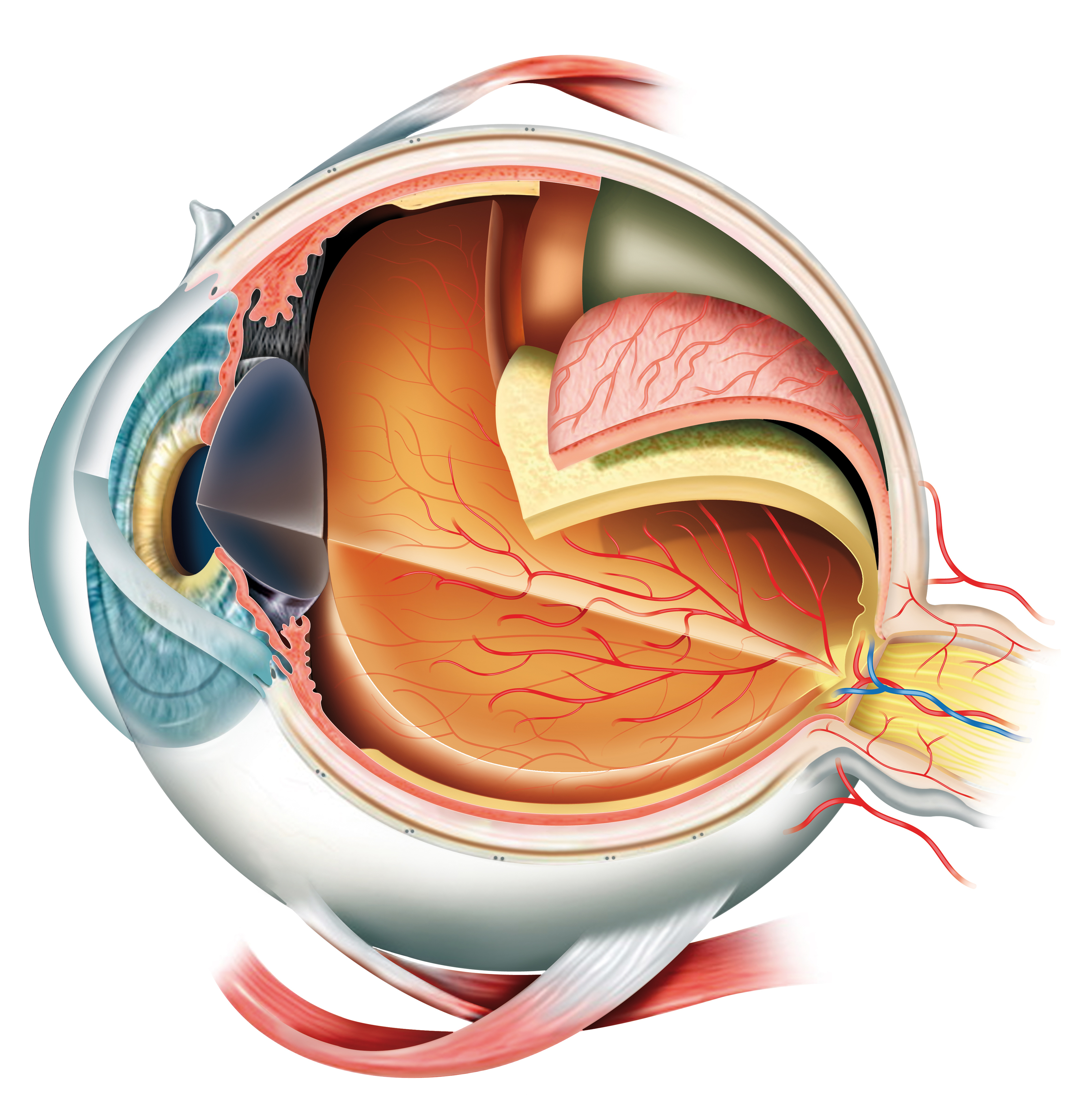 Строение глаза глазное яблоко. Склера сосудистая оболочка сетчатка. Центральная Вена сетчатки анатомия. Центральная артерия сетчатки анатомия. Анатомия глаза.