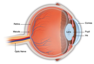 The retina is a thin membrane lining the inner wall of the eye. The central area is the macula that allows fine vision